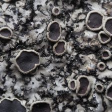 Phaeophyscia hirtella