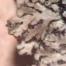 Phaeophyscia hirtella