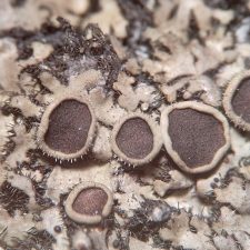 Phaeophyscia hirtella