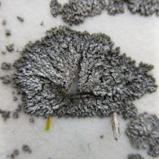 Phaeophyscia orbicularis