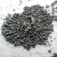 Phaeophyscia orbicularis