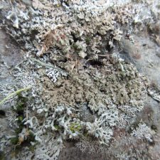 Phaeophyscia rubropulchra