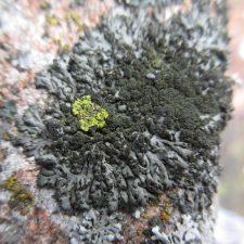 Phaeophyscia sciastra