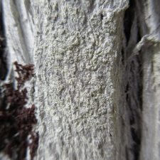Phlyctis argena