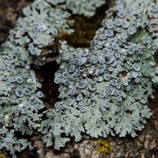 Physcia aipolia