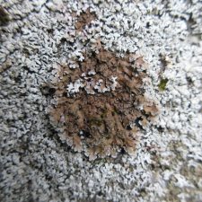 Physconia detersa