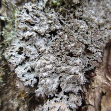 Physconia grumosa