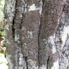 Physconia grumosa