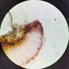 Poeltinula hochstetteri, épihyménium N+ rouge