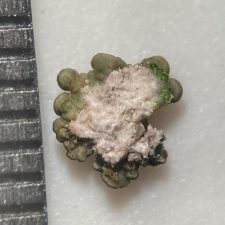 Polyozosia contractula, face inférieure