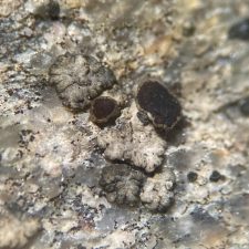 Polyozosia contractula