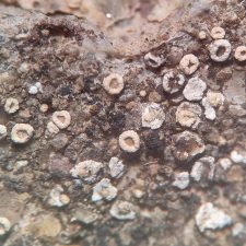 Polyozosia semipallida