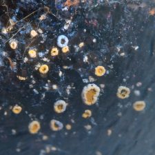 Polyozosia semipallida, disque UV+ jaune