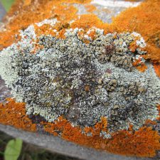 Protoparmeliopsis muralis