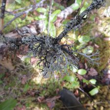 Pseudevernia consocians