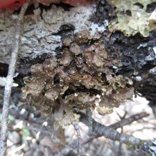 Pseudocyphellaria holarctica