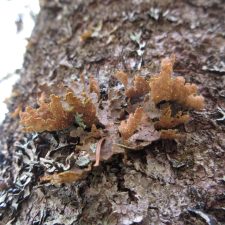 Pseudocyphellaria holarctica