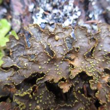 Pseudocyphellaria holarctica
