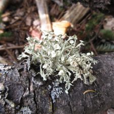 Ramalina americana