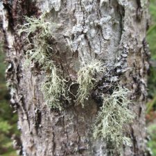 Ramalina intermedia