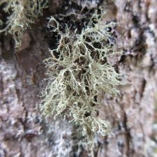 Ramalina intermedia