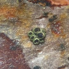 Rinodina freyi