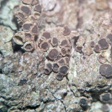 Rinodina ascociscana