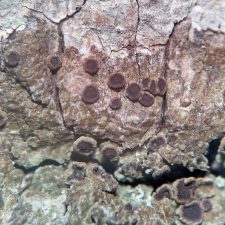 Rinodina ascociscana