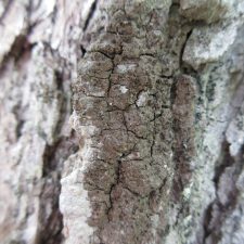 Rinodina ascociscana