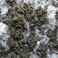 Rinodina gennarii