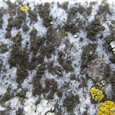 Rinodina gennarii