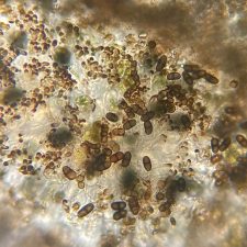 Rinodina gennarii