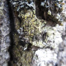 Solitaria chrysophthalma