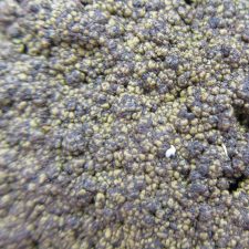 Staurothele areolata, saturé d'eau