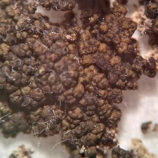 Staurothele areolata