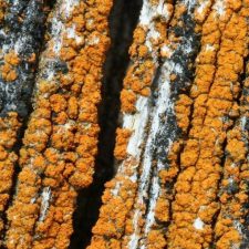 Tayloriellina microphyllina