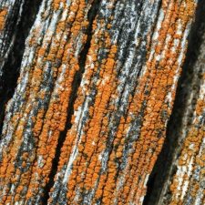 Tayloriellina microphyllina