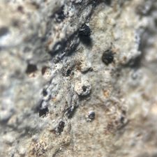 Thelidium incavatum