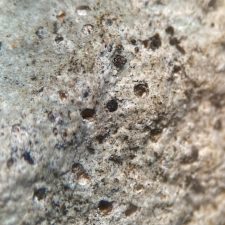 Thelidium incavatum