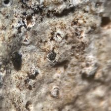 Thelidium incavatum