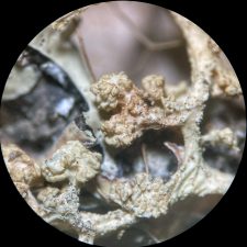 Tremella everniae
