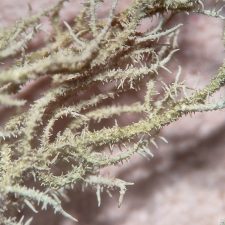 Usnea hirta, fibrilles isidiomorphes