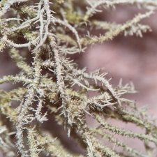 Usnea hirta, fibrilles isidiomorphes
