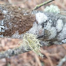 Usnea hirta
