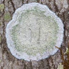 Verseghya thysanophora