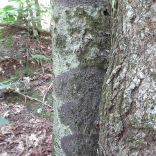 Viridothelium virens