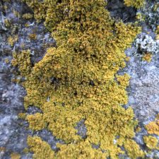 Xanthomendoza fallax