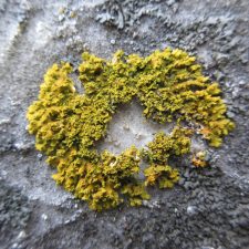Xanthomendoza ulophyllodes