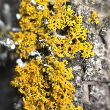 Xanthomendoza weberi