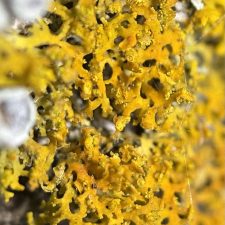 Xanthomendoza weberi